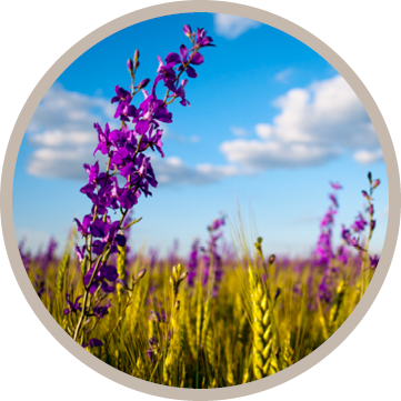 2022-flowers 2-ESG-Grant Thornton Baltic-round.png